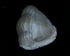 Bargain Enrolled Isotelus Trilobite - Ontario #6042-3